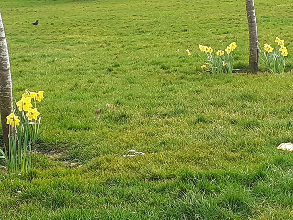 Daffodils, March 2020